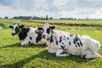 How to Measure Methane Emissions from Cattle